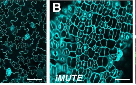科学家们报告说气孔由于一种叫做MUTE的基因而使植物毛孔生命出现