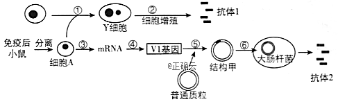 连接到细胞中的基因电路引发类似开关的行为输出