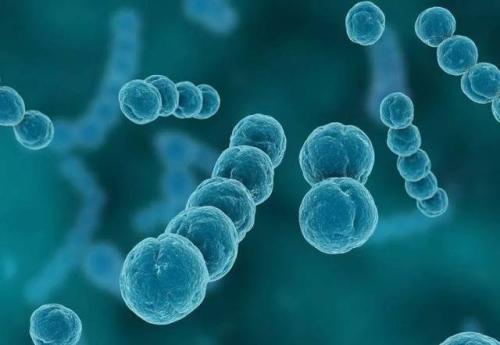 关键蛋白可以阻止李斯特菌而不会引发宿主细胞的死亡