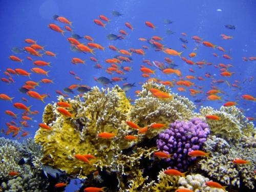 研究人员发现了生活在漂白珊瑚礁上的鱼群的好消息