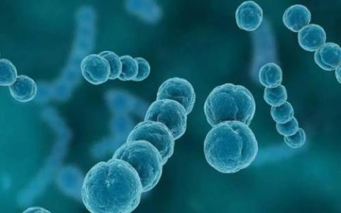 关键蛋白可以阻止李斯特菌而不会引发宿主细胞的死亡