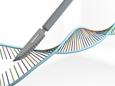 科学家们使用CRISPR基因编辑工具来设计多种编辑工具
