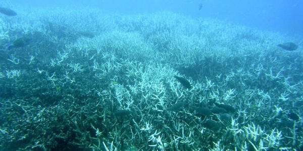 研究人员发现了生活在漂白珊瑚礁上的鱼群的好消息