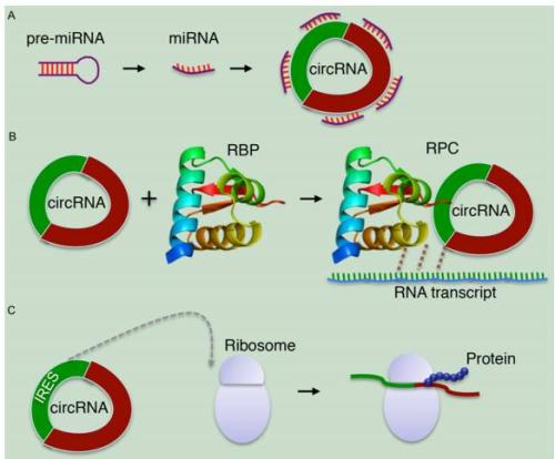 破解细胞命运调节因子的RNA结合代码