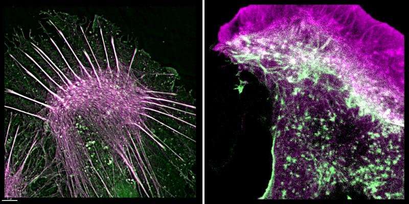 科学家们了解细胞如何运动的新方法