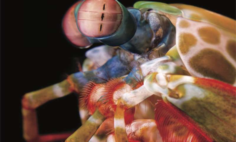 螳螂虾眼的极端流动性