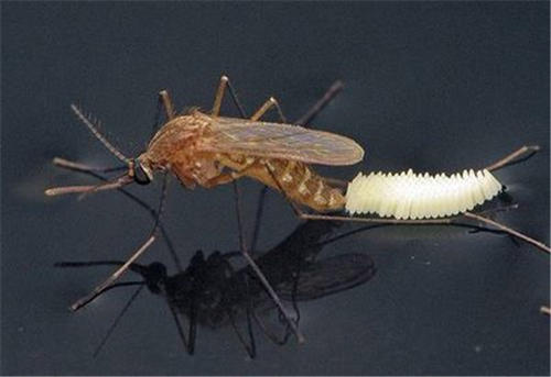 研究发现蚊子不仅会产卵还会在干旱期间解渴