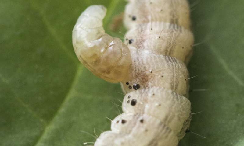 病毒抑制毛虫和植物的免疫反应