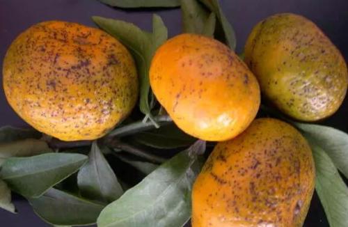研究人员开始了解致命的柑橘病