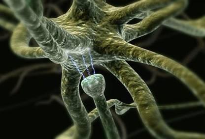 神经肽控制蛔虫的向后运动