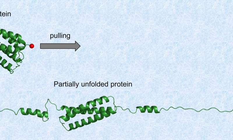 部分机械解折叠可调节蛋白质功能