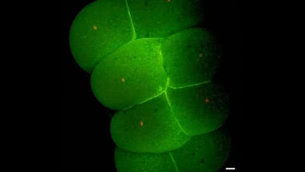 科学家揭示了从单个细胞构建整个生物体的遗传路线图