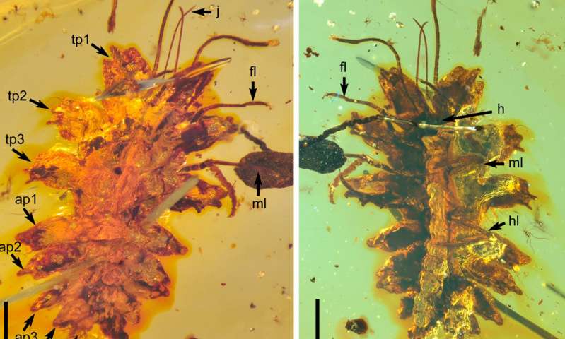 1亿年前的苔草模仿昆虫