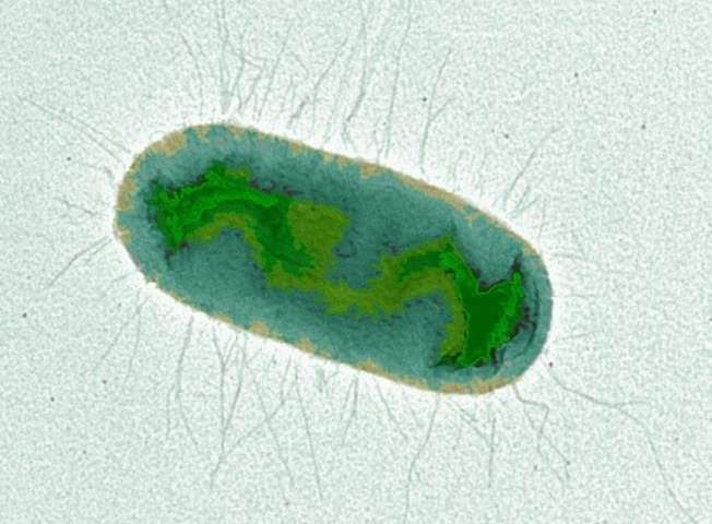 研究发现锌能够调节大肠杆菌的毒力