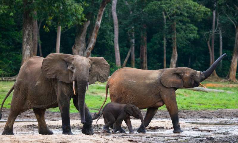 保护森林大象以保护生态系统而不是DNA