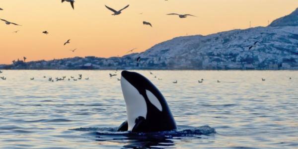 虎鲸遗传学提出了近亲繁殖的问题
