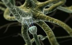 神经肽控制蛔虫的向后运动