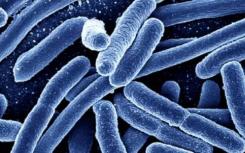 大肠杆菌经过重新布线以控制生长专家们让它们为药物制造蛋白质