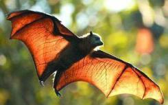埃及果蝠基因组提供了关于蝙蝠在不生病的情况下捕获和传播致命病原体的能力的线索