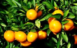 地中海担心柑橘作物的未来前途渺茫
