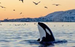虎鲸遗传学提出了近亲繁殖的问题