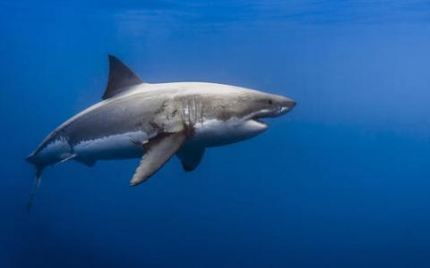 缺少通过水样中的DNA发现的鲨鱼