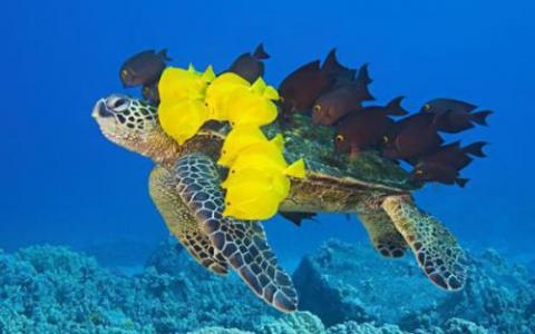 研究表明海龟筑巢的海滩受到微塑性污染的威胁