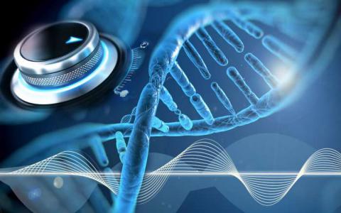 可调节的遗传“时钟”可能会改善生物技术策略