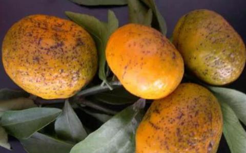 研究人员开始了解致命的柑橘病