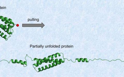 部分机械解折叠可调节蛋白质功能