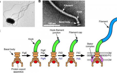 研究揭示了细菌螺旋桨组件