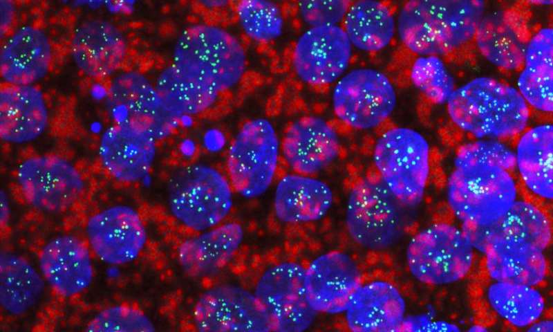 科学家使用干细胞生成人类基因组的图谱