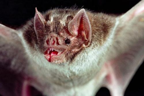 新的DNA筛查揭示了吸血蝙蝠的血液来源