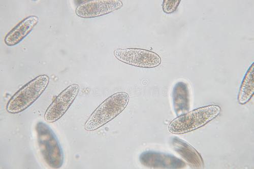 单细胞数据库推动生物学研究