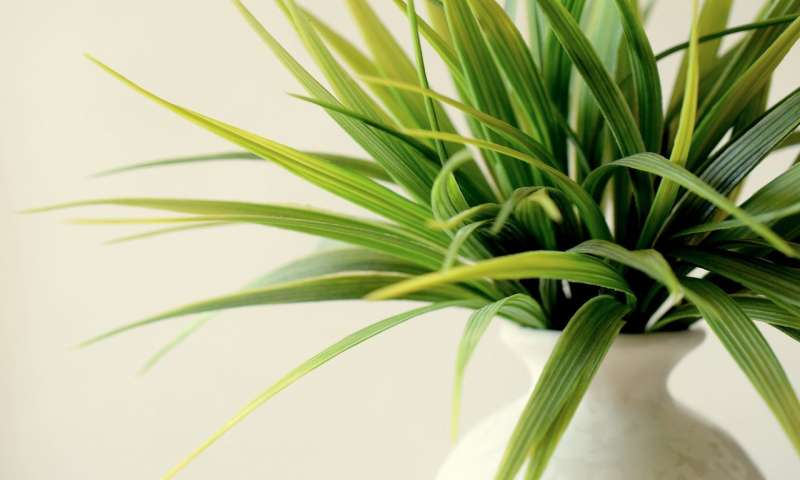 使用合适的植物可以减少室内污染并节省能源