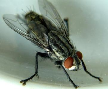 光遗传学研究表明雄性苍蝇发现射精是令人愉快的