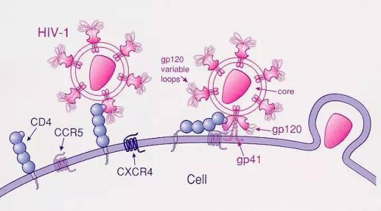 研究人员首次使用CRISPR在细胞外编辑DNA