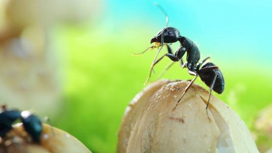 在蚂蚁的世界里你越小看到障碍就越难