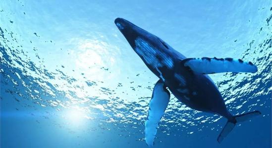 古代鲸鱼的新种类由奥塔哥古生物学家鉴定和命名