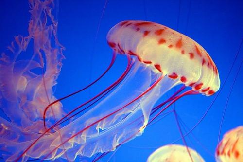 新的海洋浮游生物物种以BBC蓝色星球命名