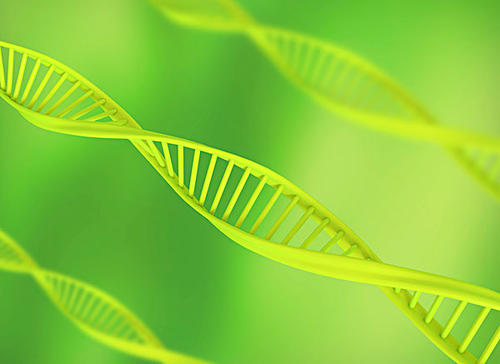 植物DNA如何避免紫外线辐射的破坏