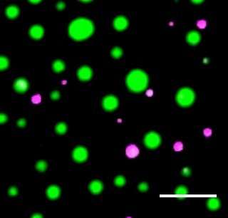 研究发现了细胞中液滴组成的机制