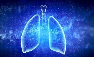 研究人员优化肺干细胞工程过程