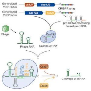 新的生物信息学工具可识别CRISPR-Cas系统并对其进行分类