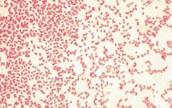 科学家们发现了可以加速抗生素抗性进化的基因催化剂