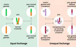 科学家发现基因控制基因重组率