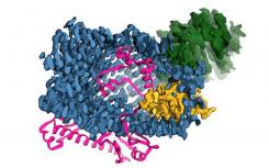 对细胞通讯重要的人类蛋白质类似于细菌毒素
