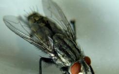 光遗传学研究表明雄性苍蝇发现射精是令人愉快的