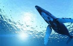 古代鲸鱼的新种类由奥塔哥古生物学家鉴定和命名