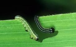 研究人员开发出针对全球作物害虫的首个基因驱动